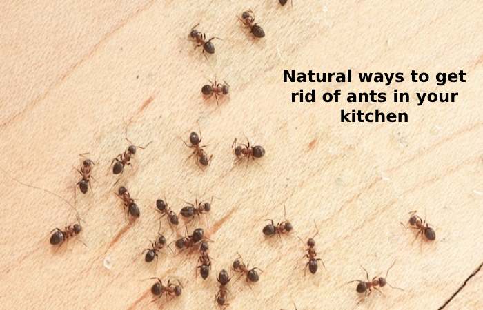 Natural ways to get rid of ants in your kitchen