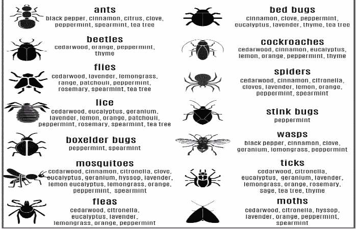 essential oil bug repellent