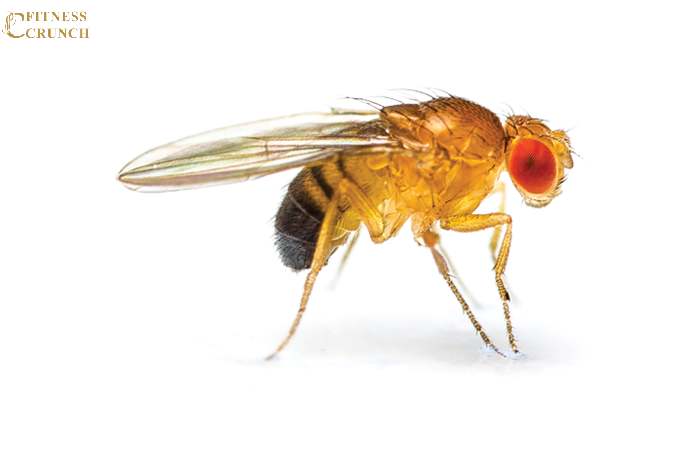 Fruit Flies