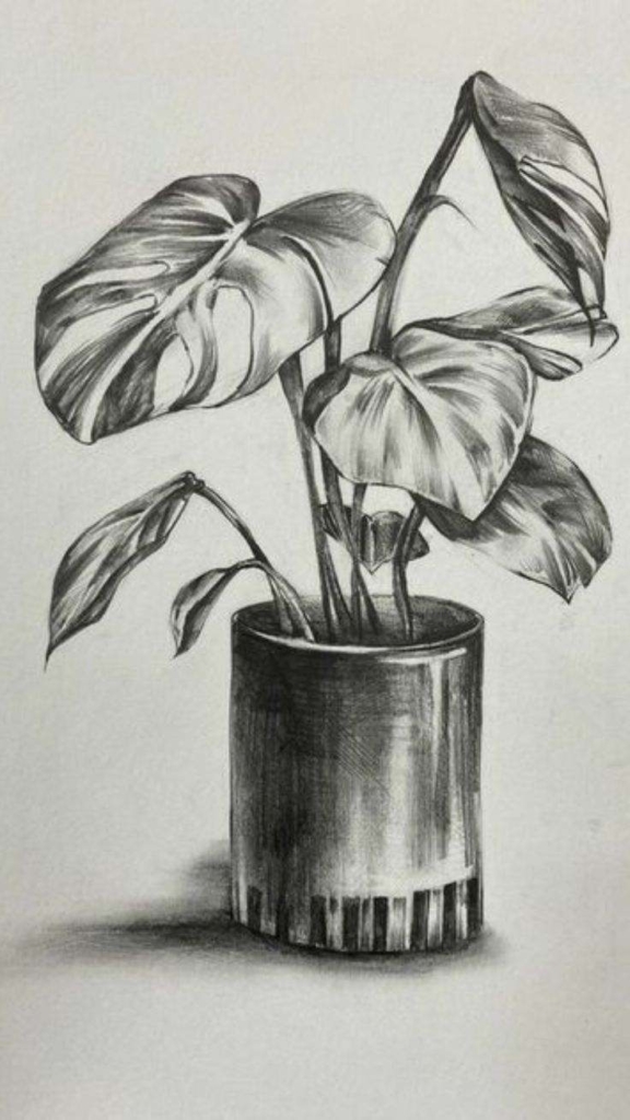 Pencil Still Life Sketches