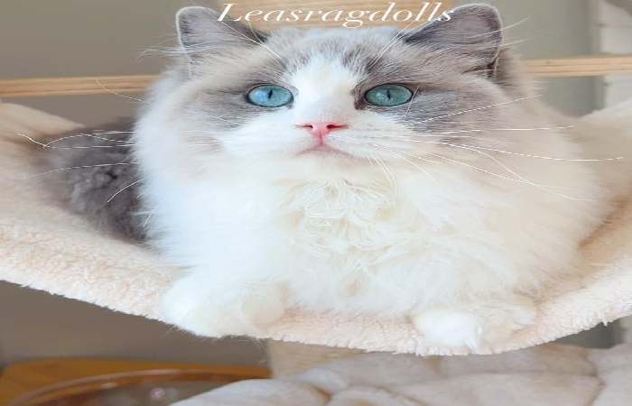 Ragdoll Kittens For Sale Near Me United States, New York 