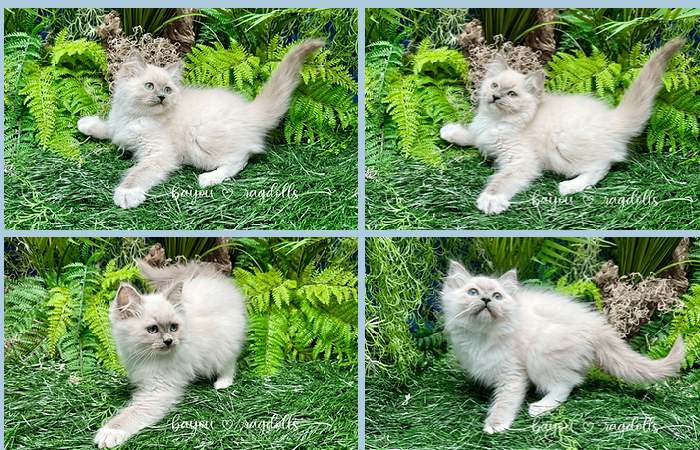 Ragdoll Kittens For Sale Near Me United States, New York