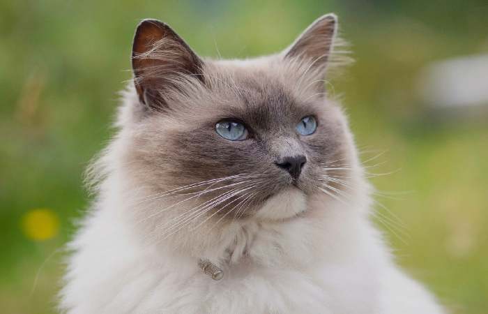 Ragdoll Kittens For Sale Near Me United States, New York 