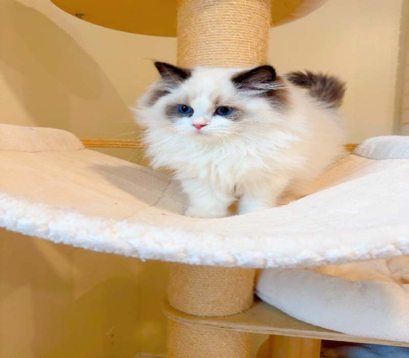 Ragdoll Kittens For Sale Near Me United States, New York 