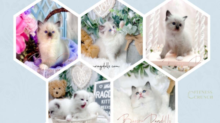 Ragdoll Kittens For Sale Near Me United States, New York