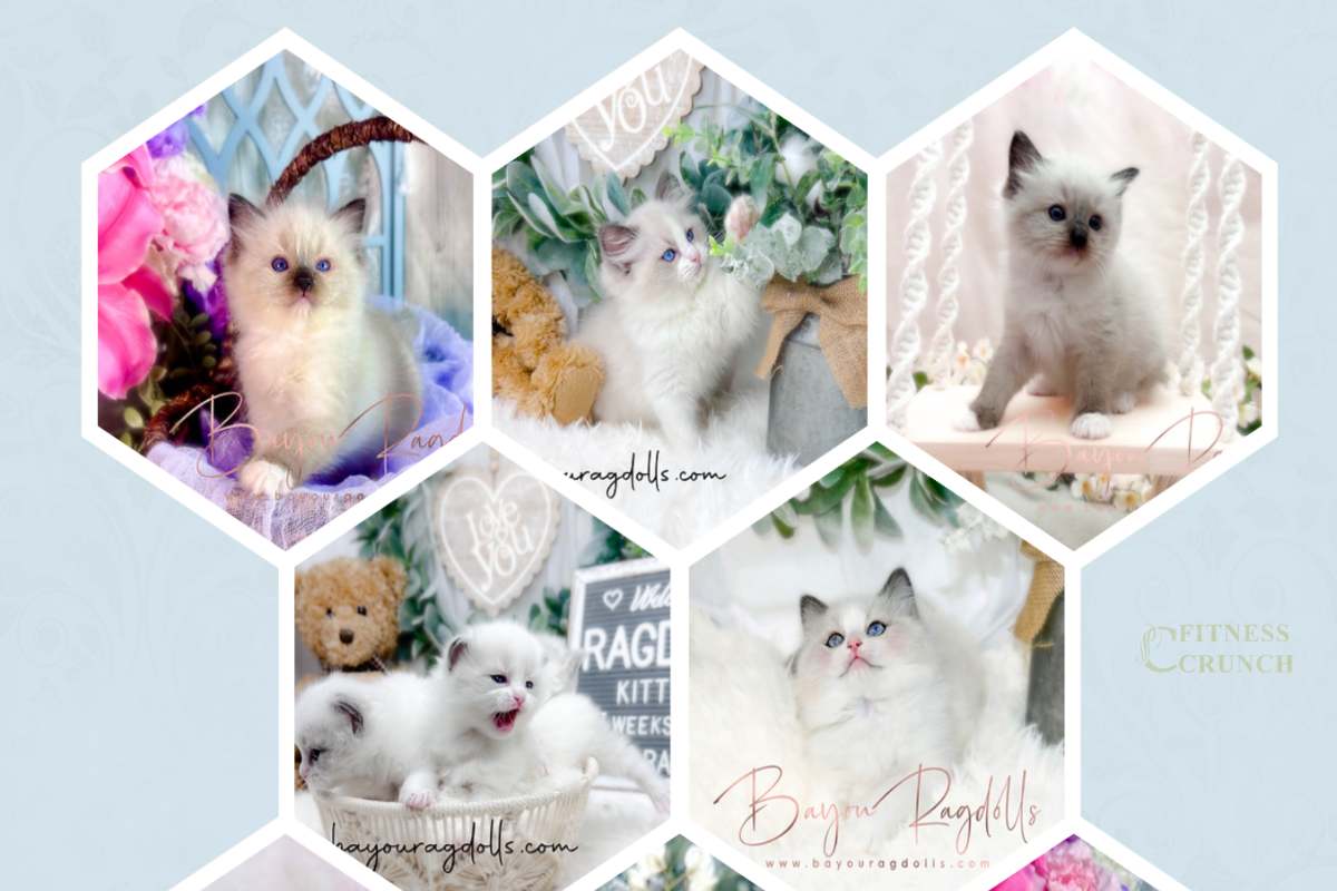 Ragdoll Kittens For Sale Near Me United States, New York